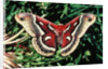 Cecropia Moth by Anonymous