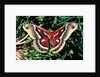 Cecropia Moth by Anonymous