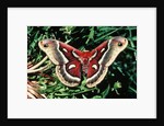 Cecropia Moth by Anonymous