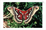 Cecropia Moth by Anonymous