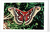 Cecropia Moth by Anonymous