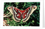 Cecropia Moth by Anonymous