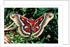 Cecropia Moth by Anonymous