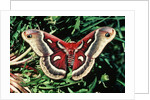 Cecropia Moth by Anonymous
