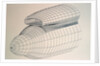 Drawing of Aircraft Nose by Anonymous