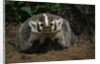Snarling Badger at Den Opening by Anonymous