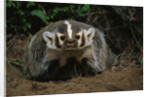 Snarling Badger at Den Opening by Anonymous