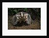 Snarling Badger at Den Opening by Anonymous