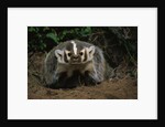 Snarling Badger at Den Opening by Anonymous