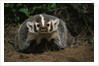 Snarling Badger at Den Opening by Anonymous