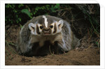 Snarling Badger at Den Opening by Anonymous