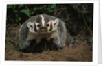 Snarling Badger at Den Opening by Anonymous