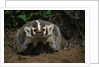 Snarling Badger at Den Opening by Anonymous