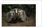 Snarling Badger at Den Opening by Anonymous