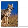 Male Coyote on the Prairie by Anonymous