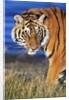 Bengal Tiger by Anonymous