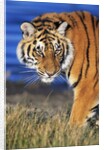 Bengal Tiger by Anonymous
