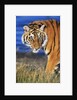 Bengal Tiger by Anonymous