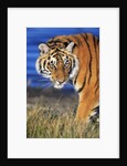 Bengal Tiger by Anonymous
