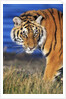 Bengal Tiger by Anonymous
