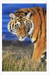 Bengal Tiger by Anonymous