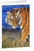 Bengal Tiger by Anonymous