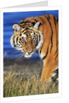 Bengal Tiger by Anonymous