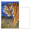 Bengal Tiger by Anonymous