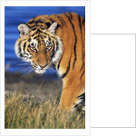 Bengal Tiger by Anonymous