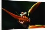 Red-Eyed Tree Frog on Ginger Plant by Anonymous