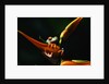 Red-Eyed Tree Frog on Ginger Plant by Anonymous
