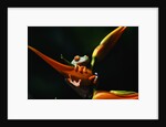 Red-Eyed Tree Frog on Ginger Plant by Anonymous