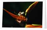 Red-Eyed Tree Frog on Ginger Plant by Anonymous