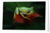 Red-Eyed Tree Frog by Anonymous