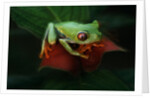 Red-Eyed Tree Frog by Anonymous