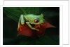 Red-Eyed Tree Frog by Anonymous