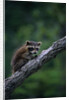 Young Raccoon on Tree Branch by Anonymous