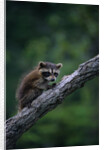 Young Raccoon on Tree Branch by Anonymous