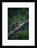 Young Raccoon on Tree Branch by Anonymous