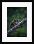 Young Raccoon on Tree Branch by Anonymous