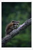 Young Raccoon on Tree Branch by Anonymous