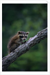 Young Raccoon on Tree Branch by Anonymous