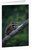 Young Raccoon on Tree Branch by Anonymous