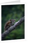 Young Raccoon on Tree Branch by Anonymous