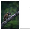 Young Raccoon on Tree Branch by Anonymous