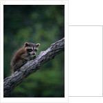 Young Raccoon on Tree Branch by Anonymous