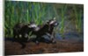 Young Raccoons after First Swim by Anonymous