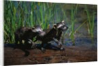 Young Raccoons after First Swim by Anonymous