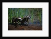 Young Raccoons after First Swim by Anonymous