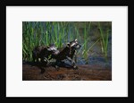 Young Raccoons after First Swim by Anonymous